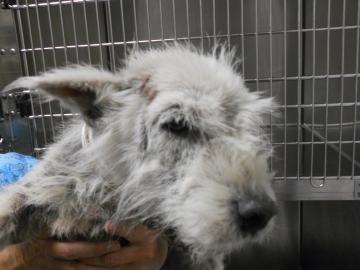 Puppy_Mill_Rescue_Image_31.jpg
