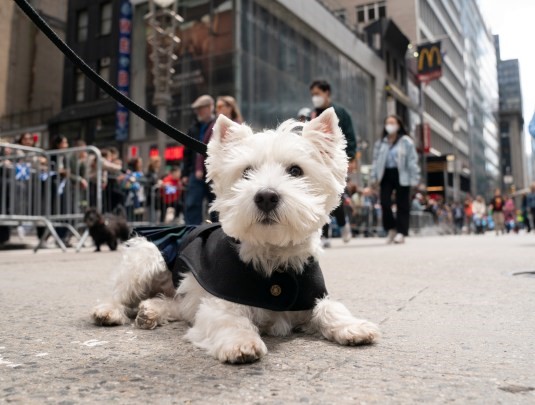 Wesie NYC Tartan Day