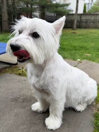 Stan post grooming 3A