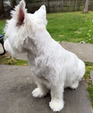 Stan post grooming 4A