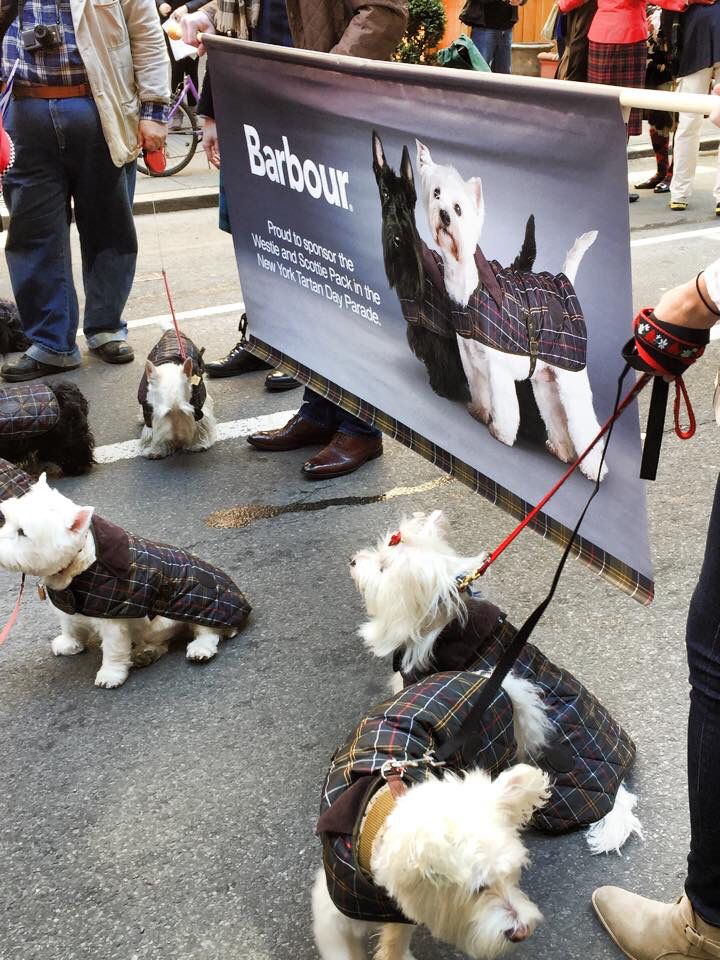 Westies Tartan Day NYC