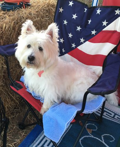 Fergus in a chair