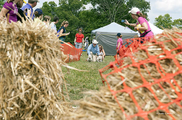 ready to go westie rescue 2013 scottish games jonathan whichard